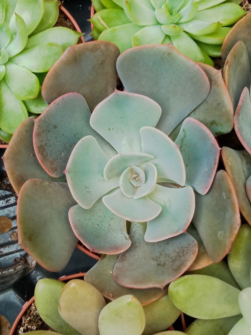 Suculentas Y Cactus Variedad #55 Planta Sin Id_0