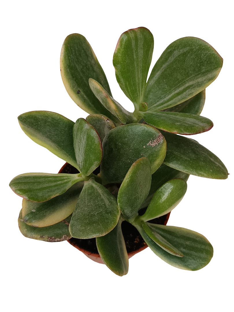 Crassula Ovata Striata Planta Suculenta De La Suerte Ø5_0