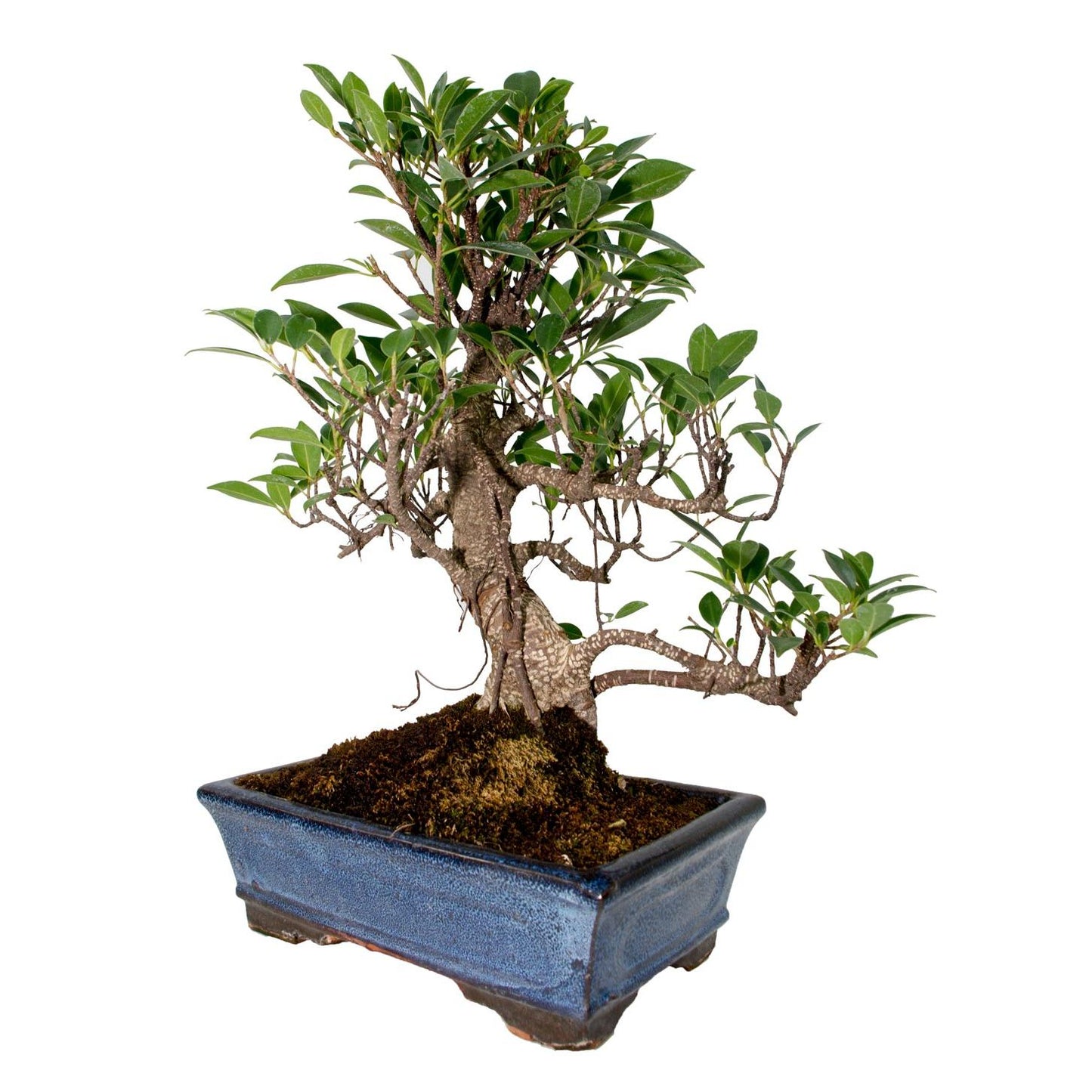 Ficus retusa bonsai 10 anos