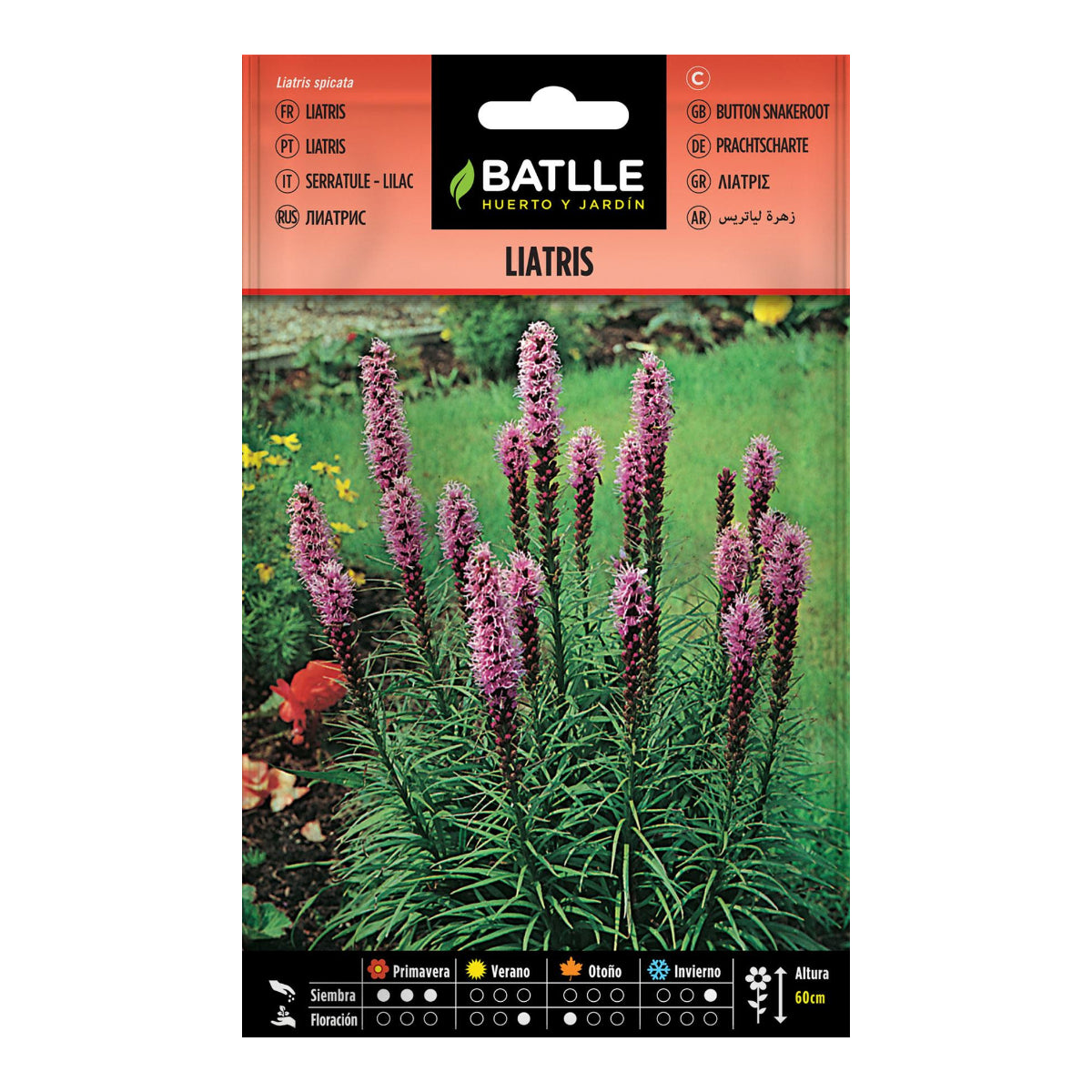 Sementes de Liatris Batlle