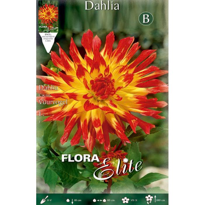 Bulbo Dalia Cactus amarilla punta roja 1 ud