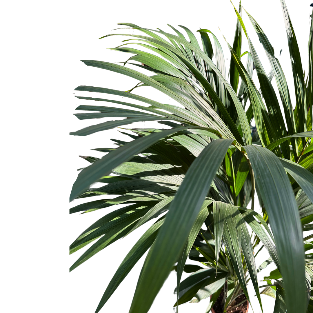 Kentia Palmera De Salón (howea Forsteriana)_1