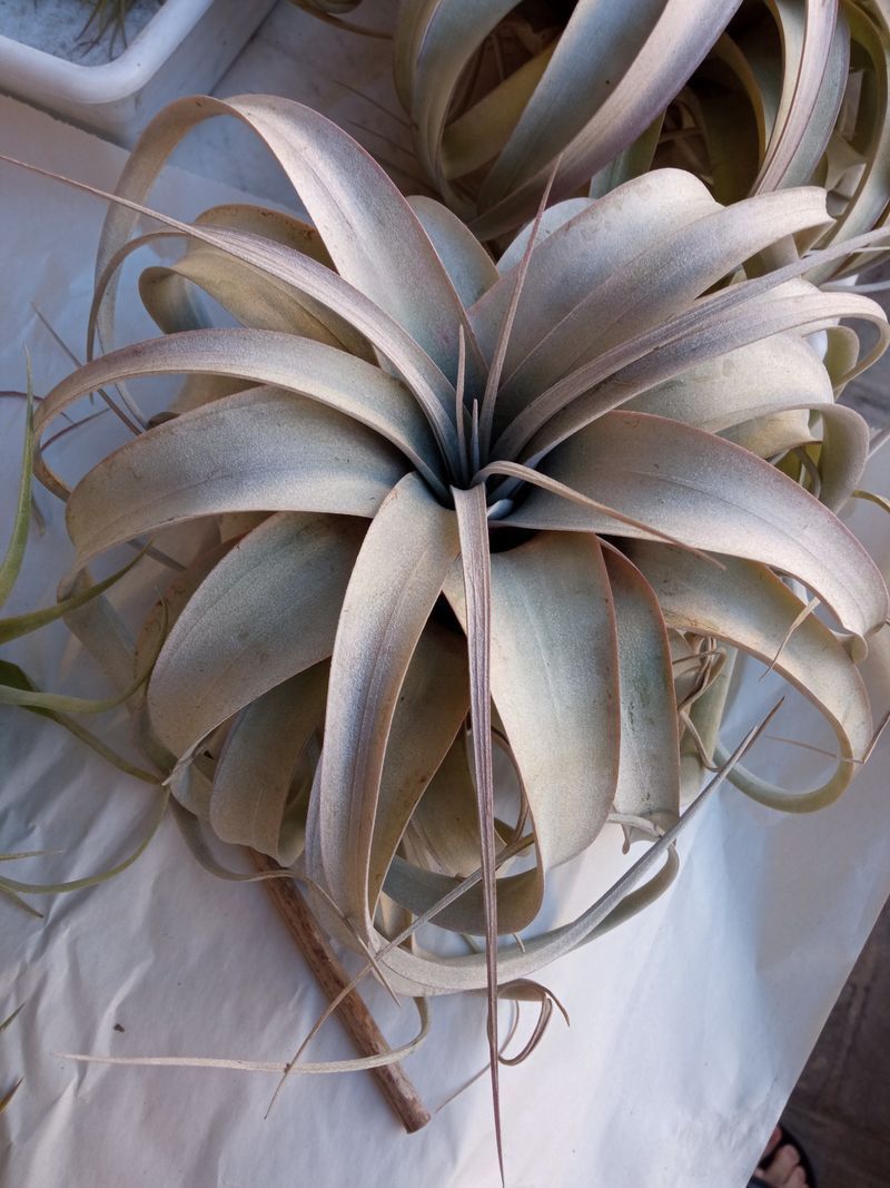 Tillandsia Xerographica L Cms Planta_0