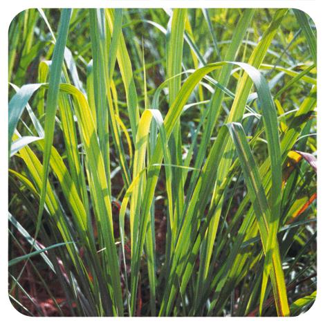 Óleo essencial de citronela de Java Pranarom 10 ml