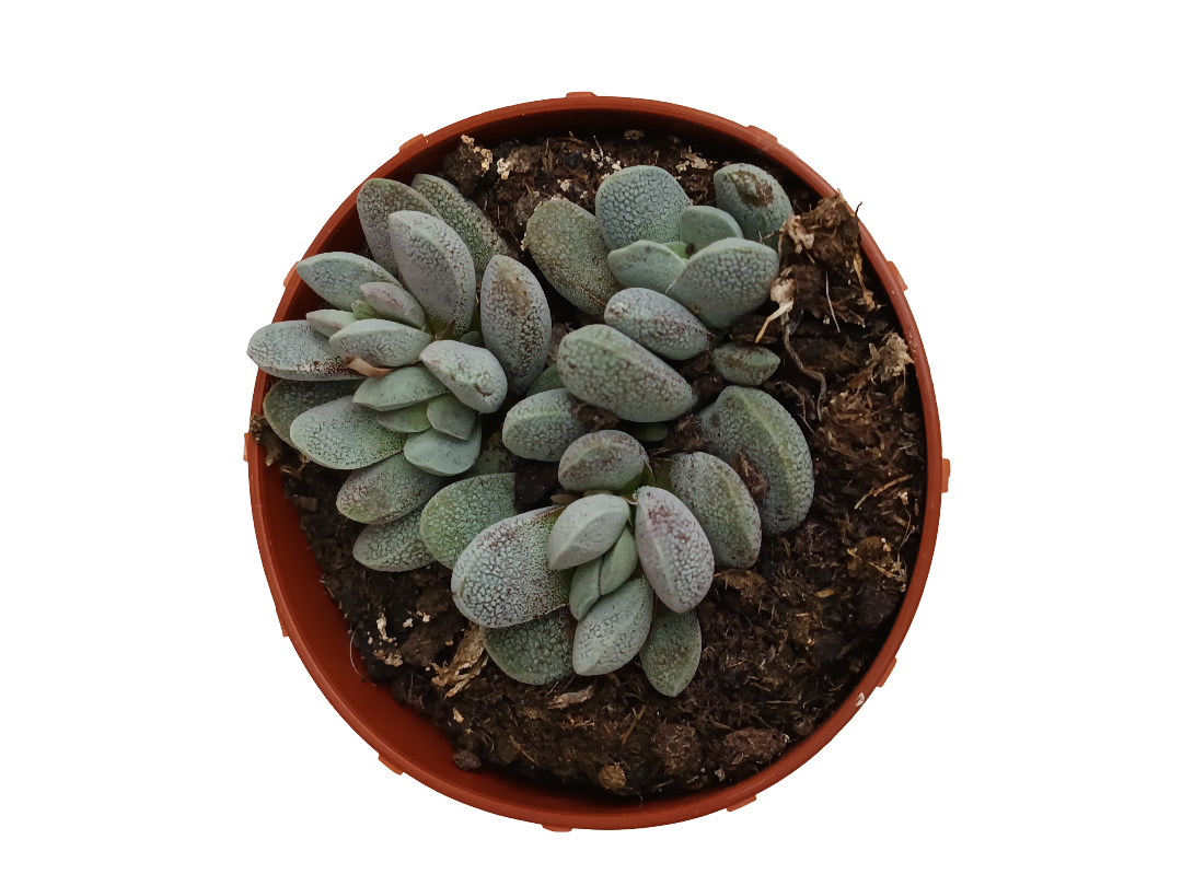 Crassula Tecta Planta Suculenta Ø8_0