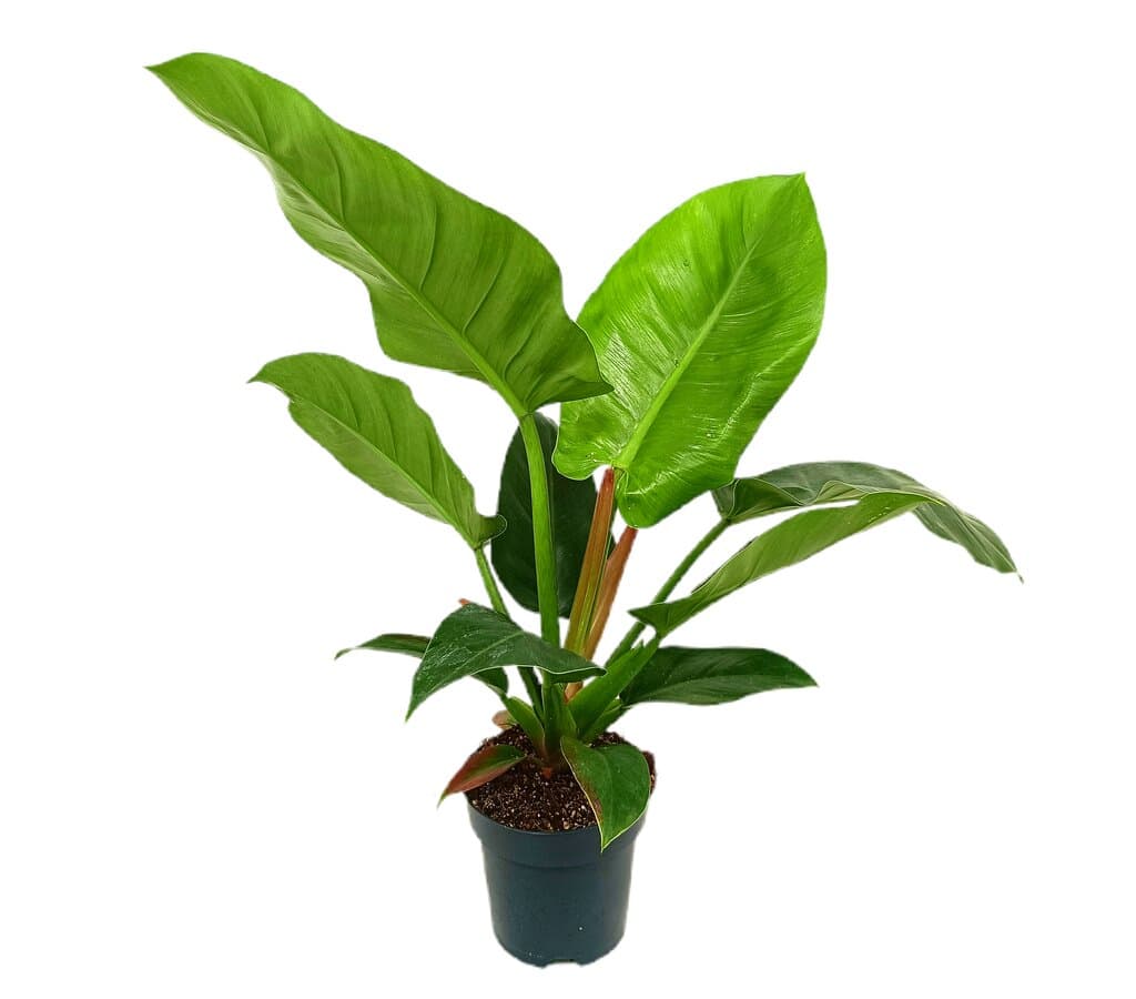Philodendron Imperial Green M14 40cm_0