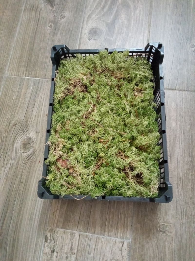 Musgo Spagnum Caja entera para plantas Carnivoras Terrario Orquidea monsteras_0