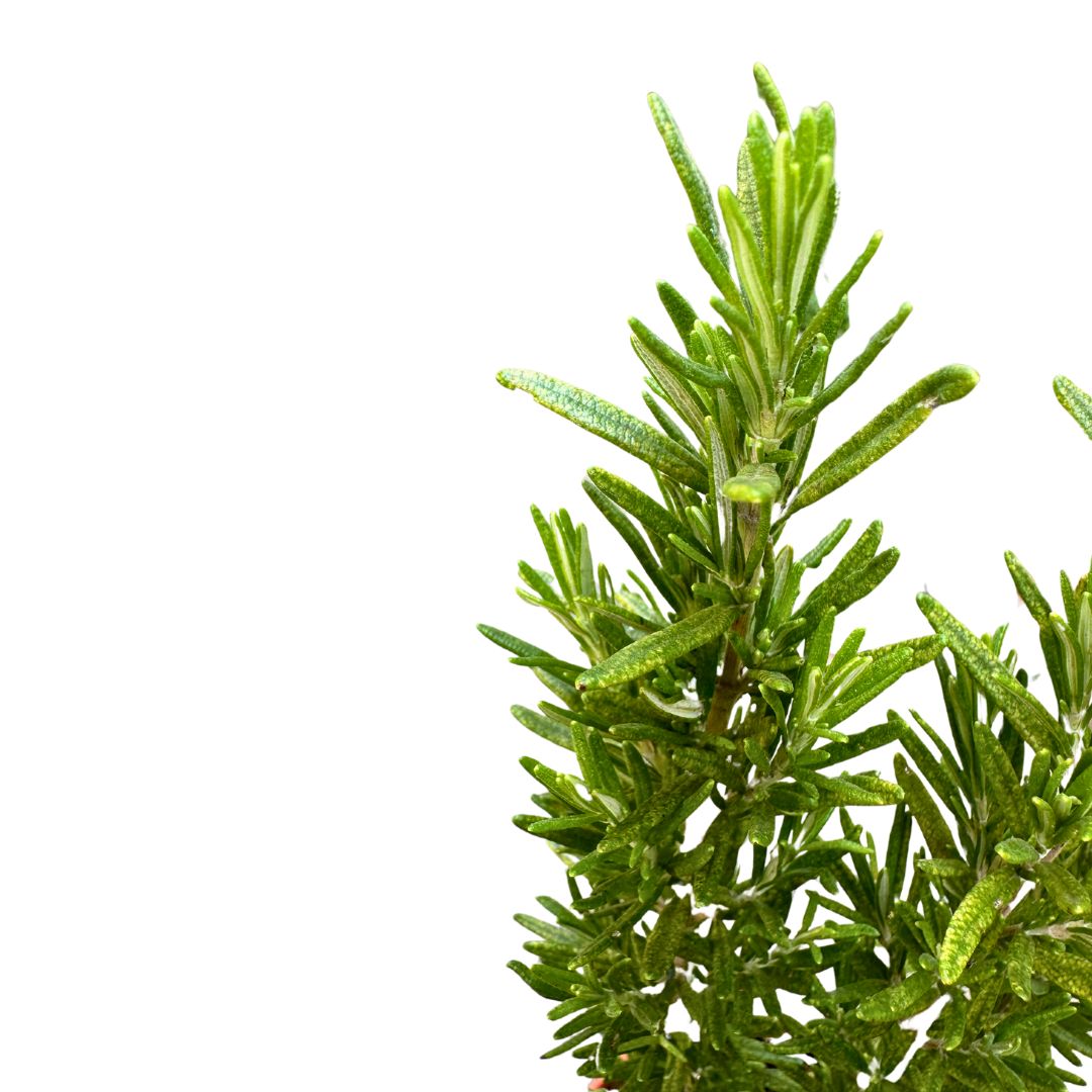 Romero Alto Planta Aromática Y Medicinal (rosmarinus Officinalis) Maceta 17cm_1