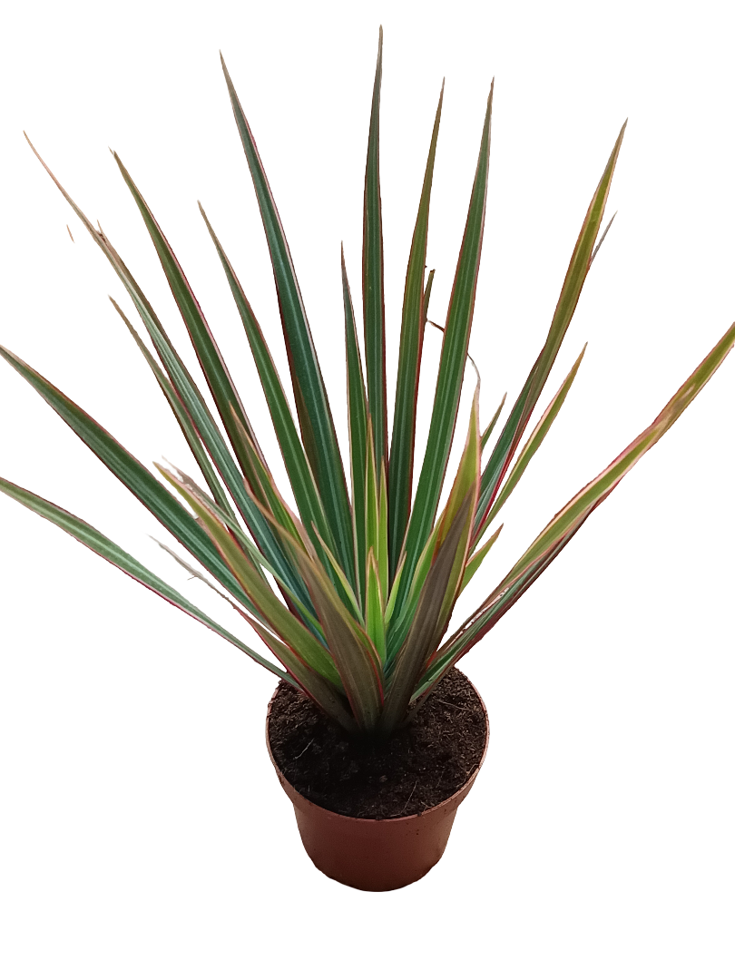 Dracaena Marginata Bicolor Variegata Planta De Interior Purificante Ø12_0