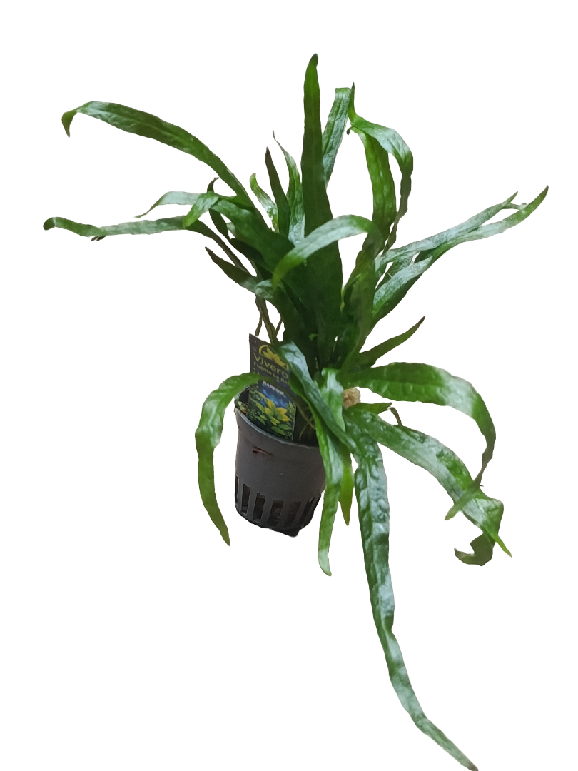 Planta Acuatica Microsorium Narrow Para Acuario Y Terrario Ø5_0
