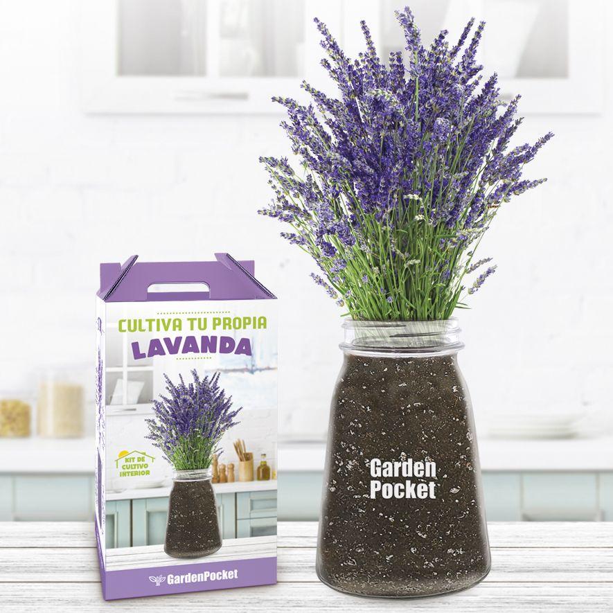 Kit de cultivo interior de lavanda
