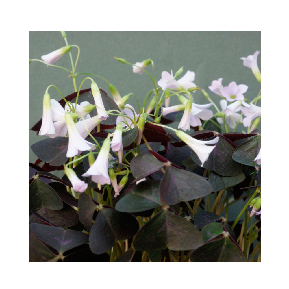 10 de Bulbos Oxalis Triangularis Planta Mariposa_0