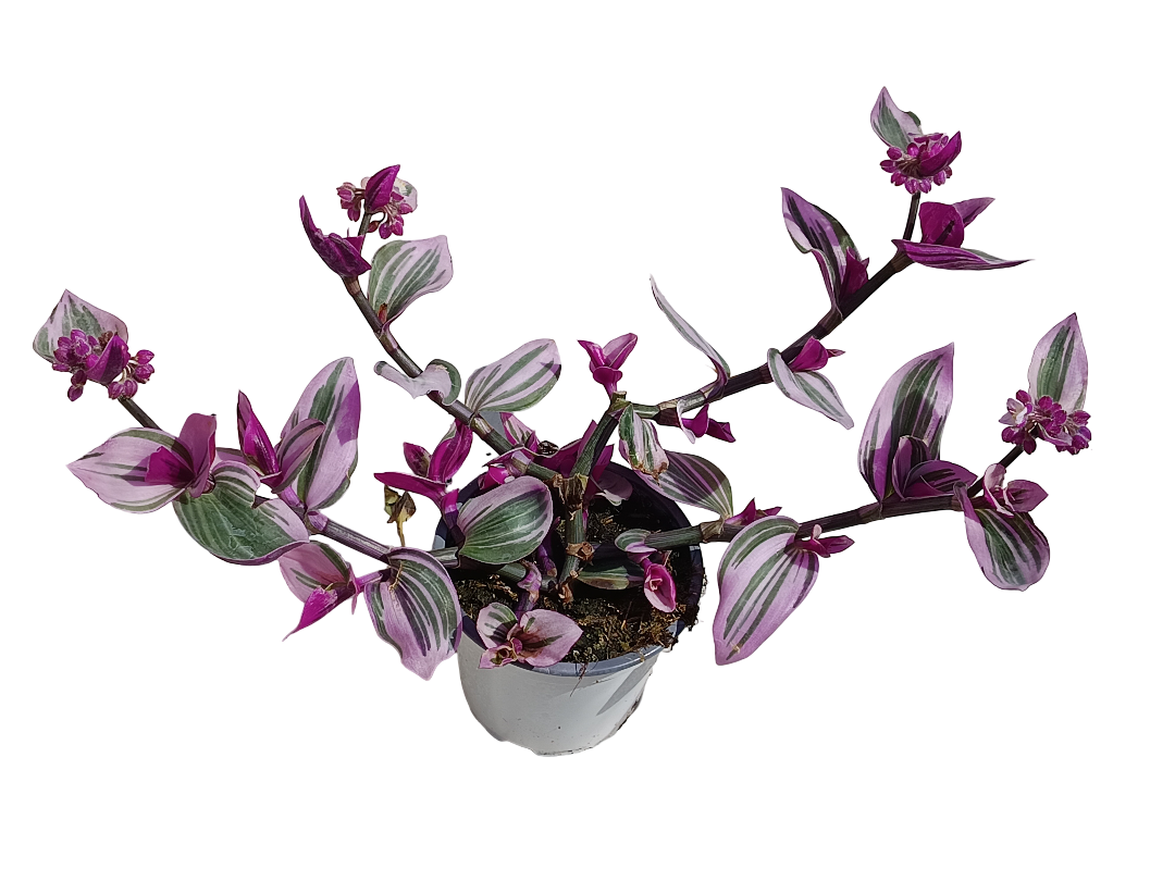 Tradescantia Nanouk Ø12 Planta Colgante De Interior_0