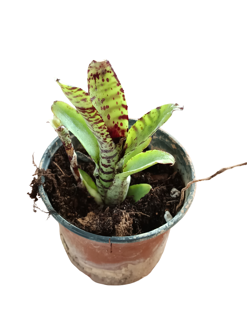 Neoregelia Lilliputeana Planta Bromelia Para Terrarios E Inteior_0