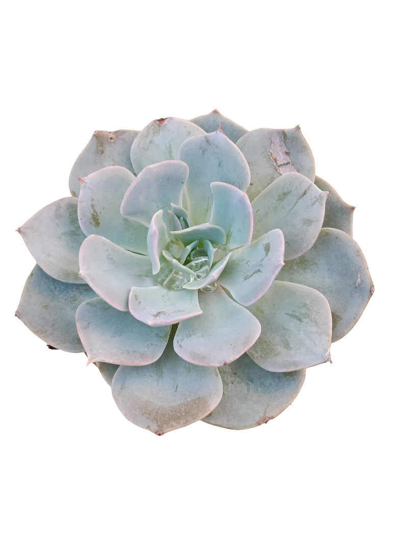 Echeveria Blue Bird Ø5 Planta Suculenta De Sol_0