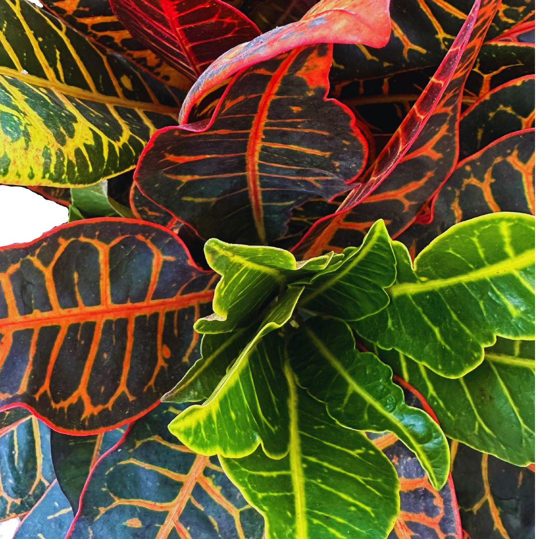 Croton Branch Mix Para Decoración De Interior Natural Y Diferente Maceta 21cm 30cm Tronco_1