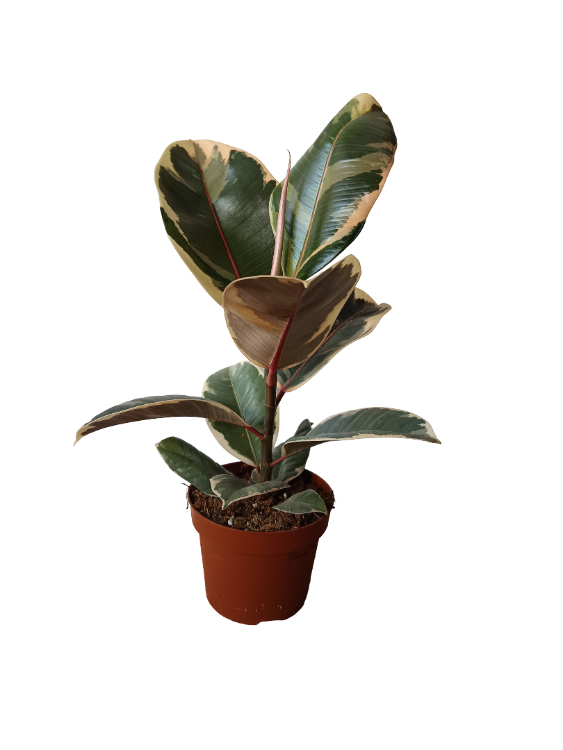 Ficus Elastica Tineke Planta Natural De Interior Ø12_0