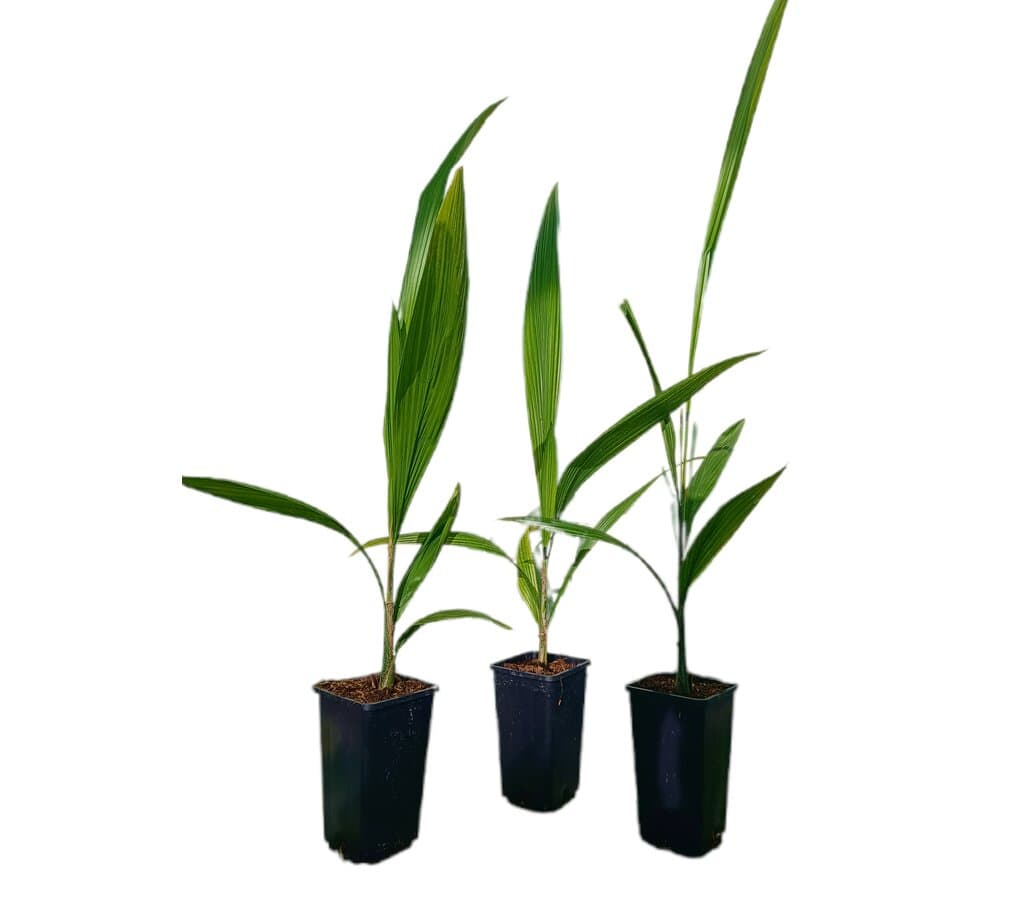 Pack 3 Unidades Coco Plumoso M14_0