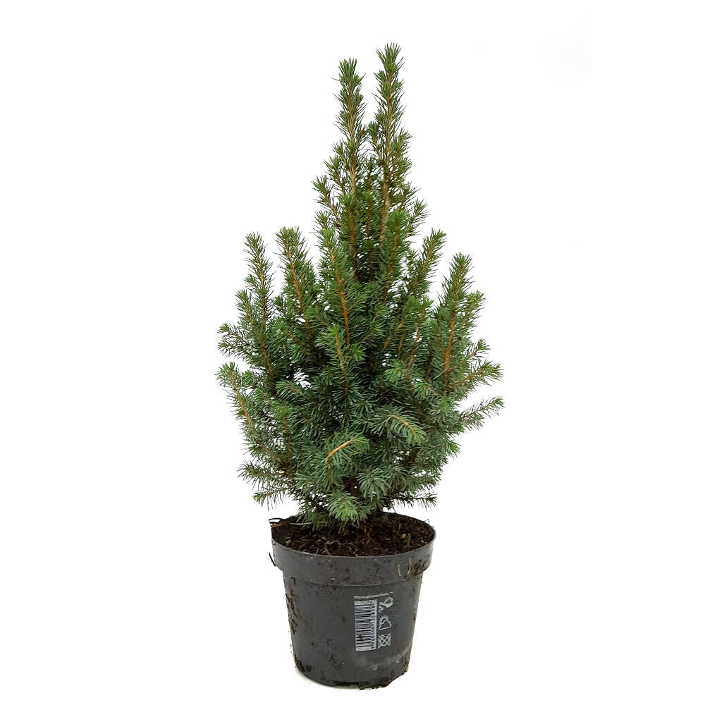Picea Glauca Conica M15 60cm_0