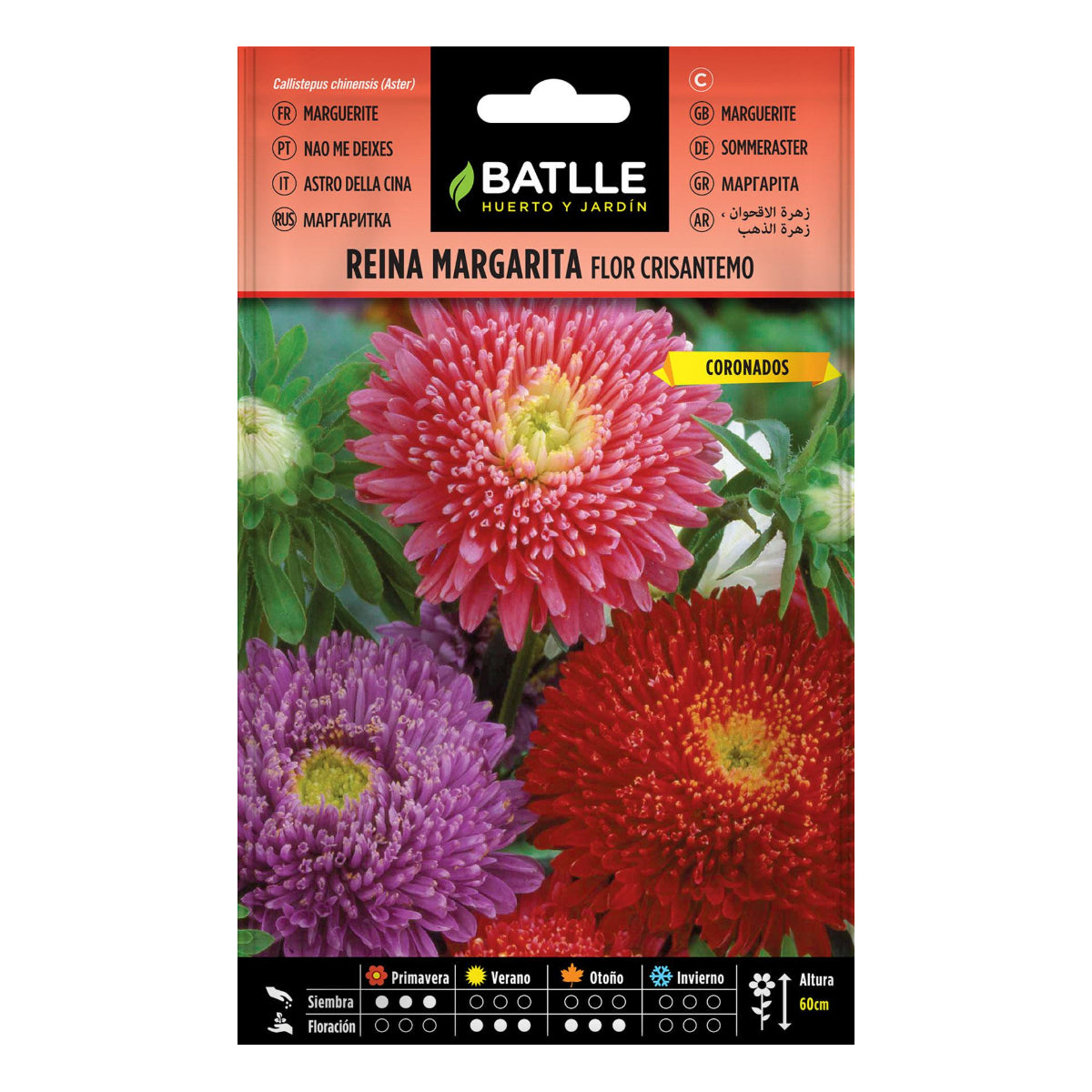 Sementes de crisântemo Batlle de flor de margarida rainha