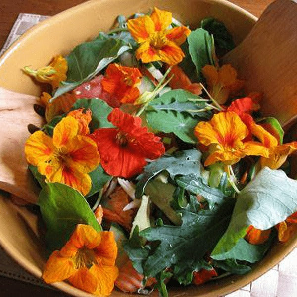 Kit de jardim de flores comestíveis: Capuchinha