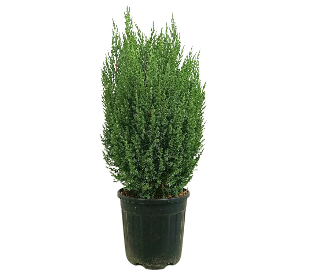 Junipero Stricta M28 100cm_0