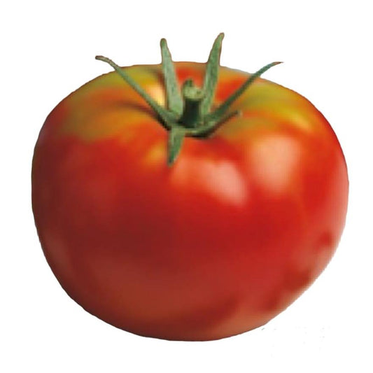 Mudas grossas de tomate, linha tradicional, 6 unidades