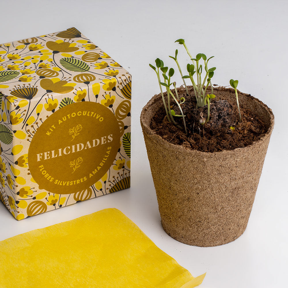 Díselo con Flores "Felicidades" Kit Autocultivo Flores Silvestres Amarillas - Resetea_3