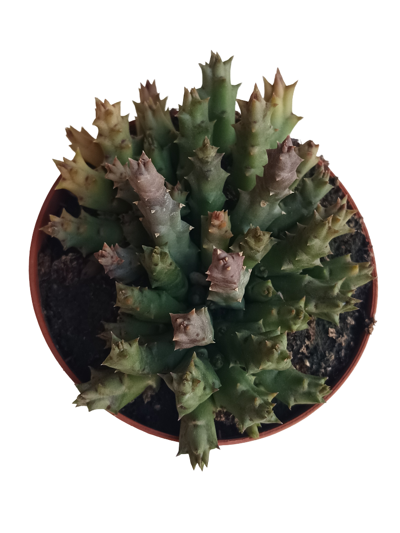 Orbea Variegata Stapelia Planta Suculenta Flor Ø8_0