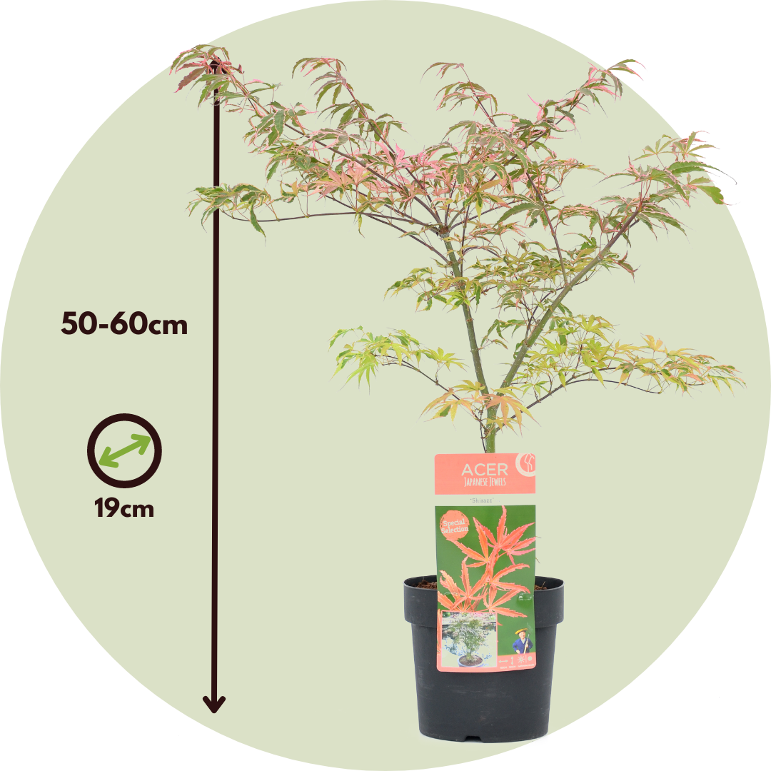 Arce Japonés - Acer Palmatum 'shirazz' - Altura 50-60cm - ⌀19cm_2