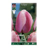 Bulbos de tulipa Darwin rosa com rebordo branco Elite 10 unidades