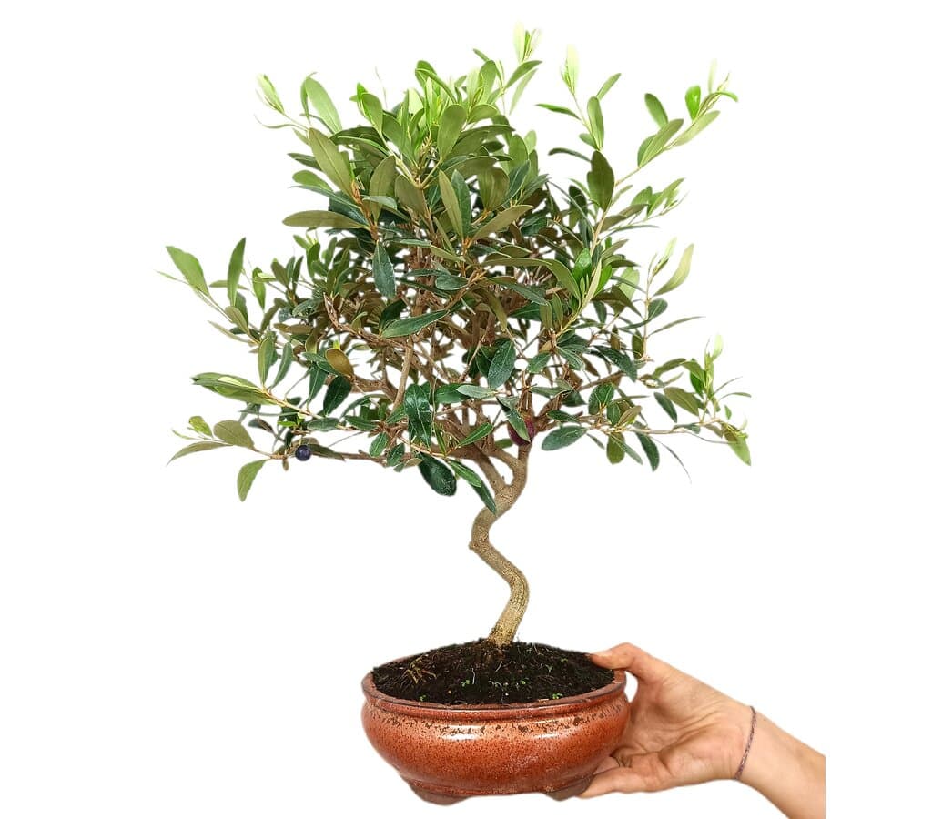 Bonsái Olivo 9 Años (olea Europaea)_0
