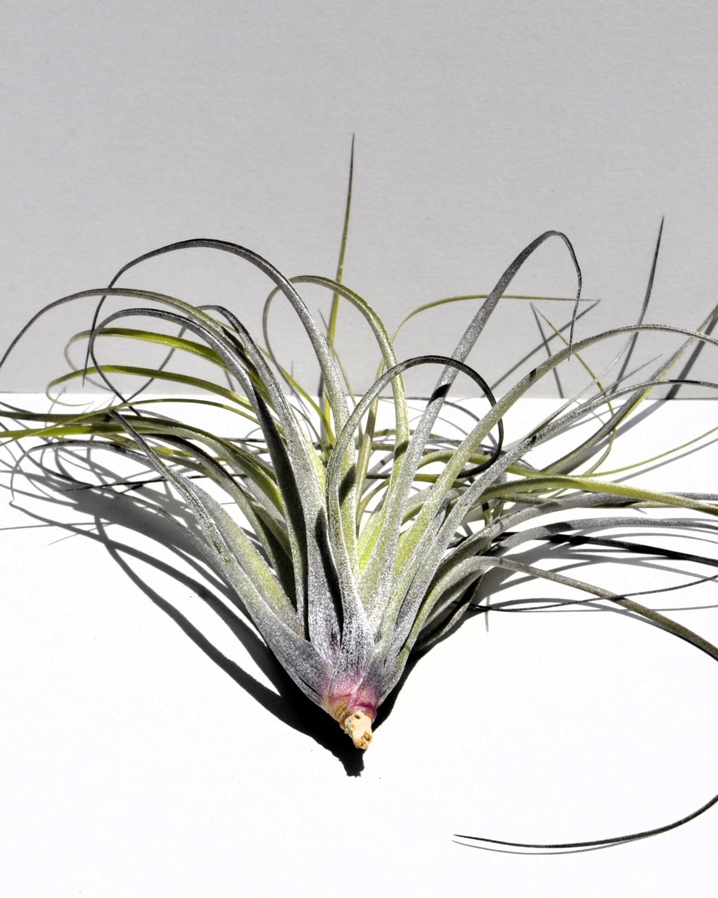 Tillandsia stricta; planta del aire, clavel del aire, verde grisácea; Curiosarium; altura 12 cm, diámetro 10 cm_4
