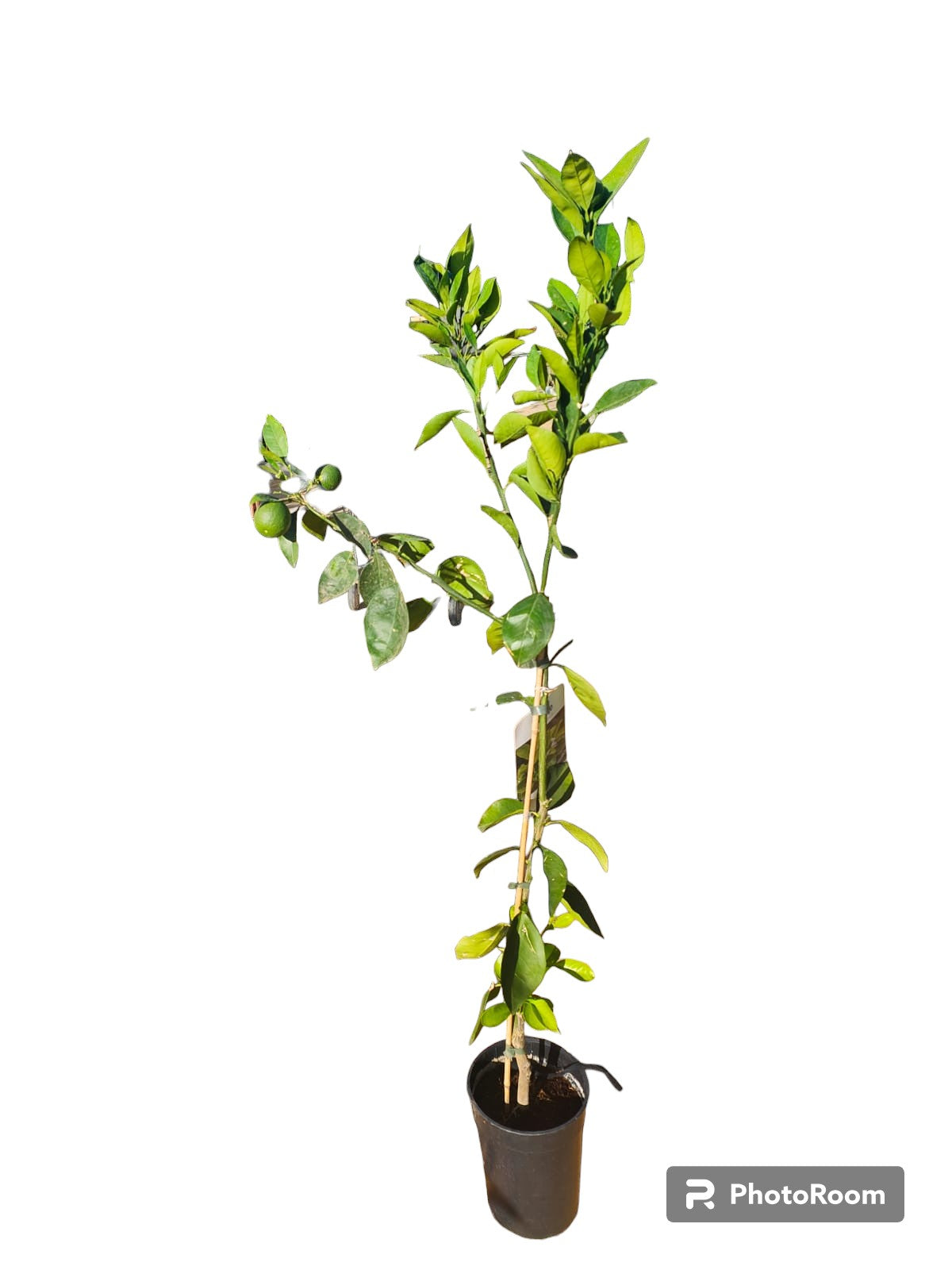 Naranjo Maceta_0
