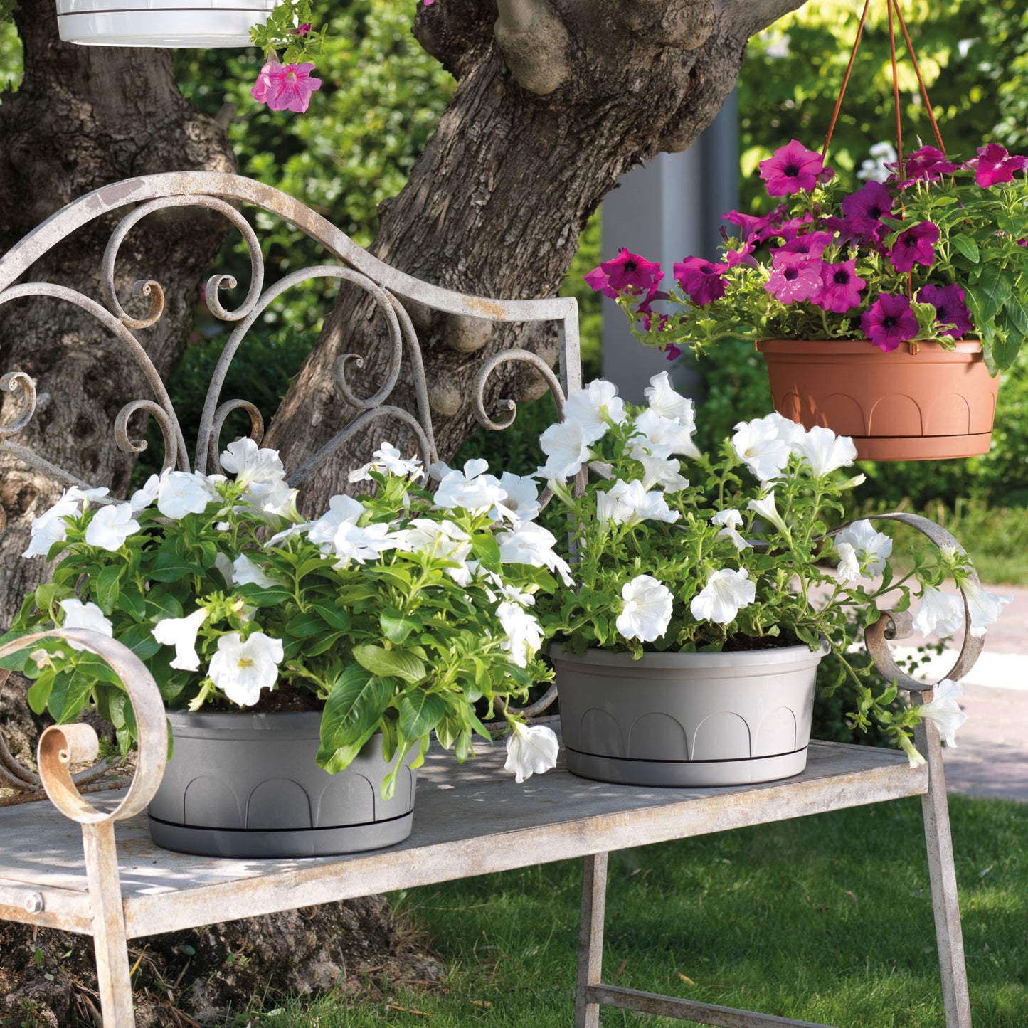 Maceta Tipo Cuenco Ø Cm 30 Con Platillo