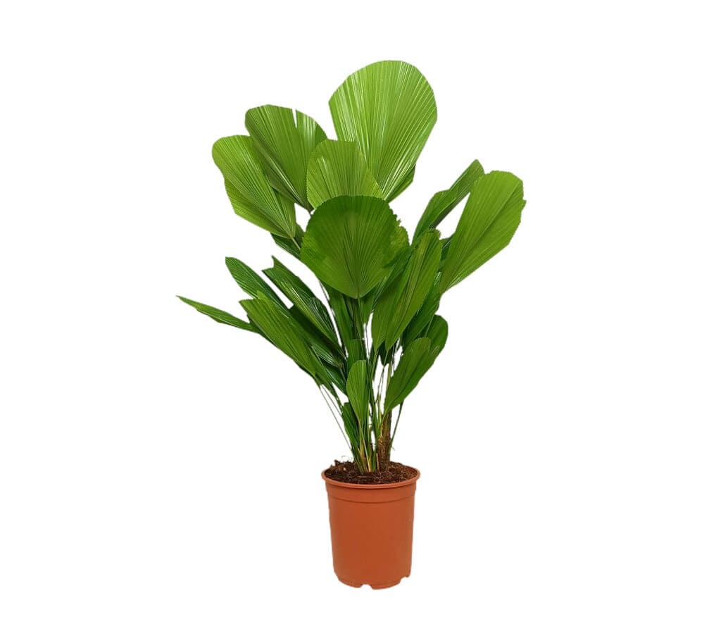 Licuala Grandis M24 90cm_0