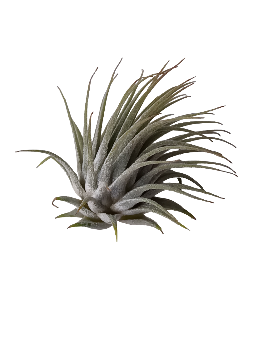 Tillandsia Ionantha Planta De Interior Clavel Del Aire S_0