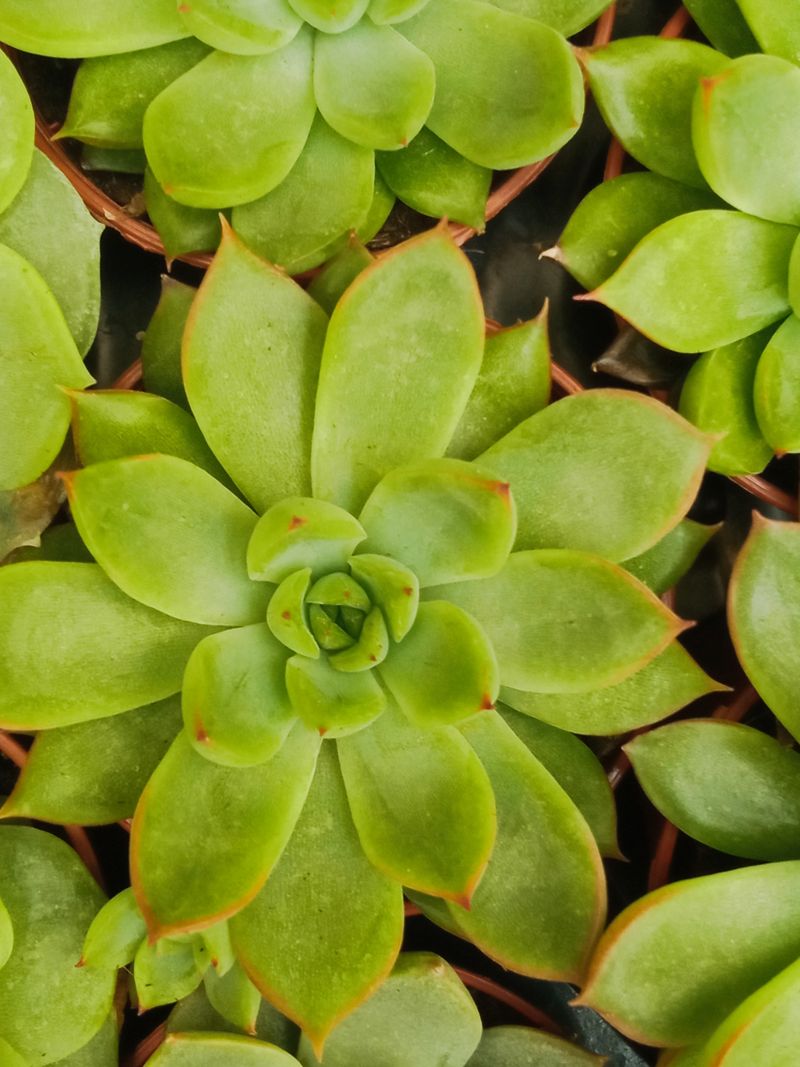 Suculentas Y Cactus Variedad #68 Planta Sin Id_0