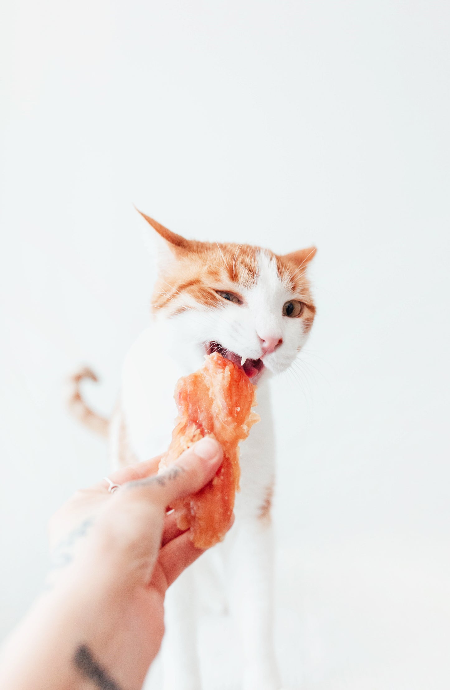 Bimorbox Perros Senior Medianos Y Grandes – Pack Ahorro Con Juguete, Mordedor De Asta De Ciervo Y Snacks Sin Aditivos