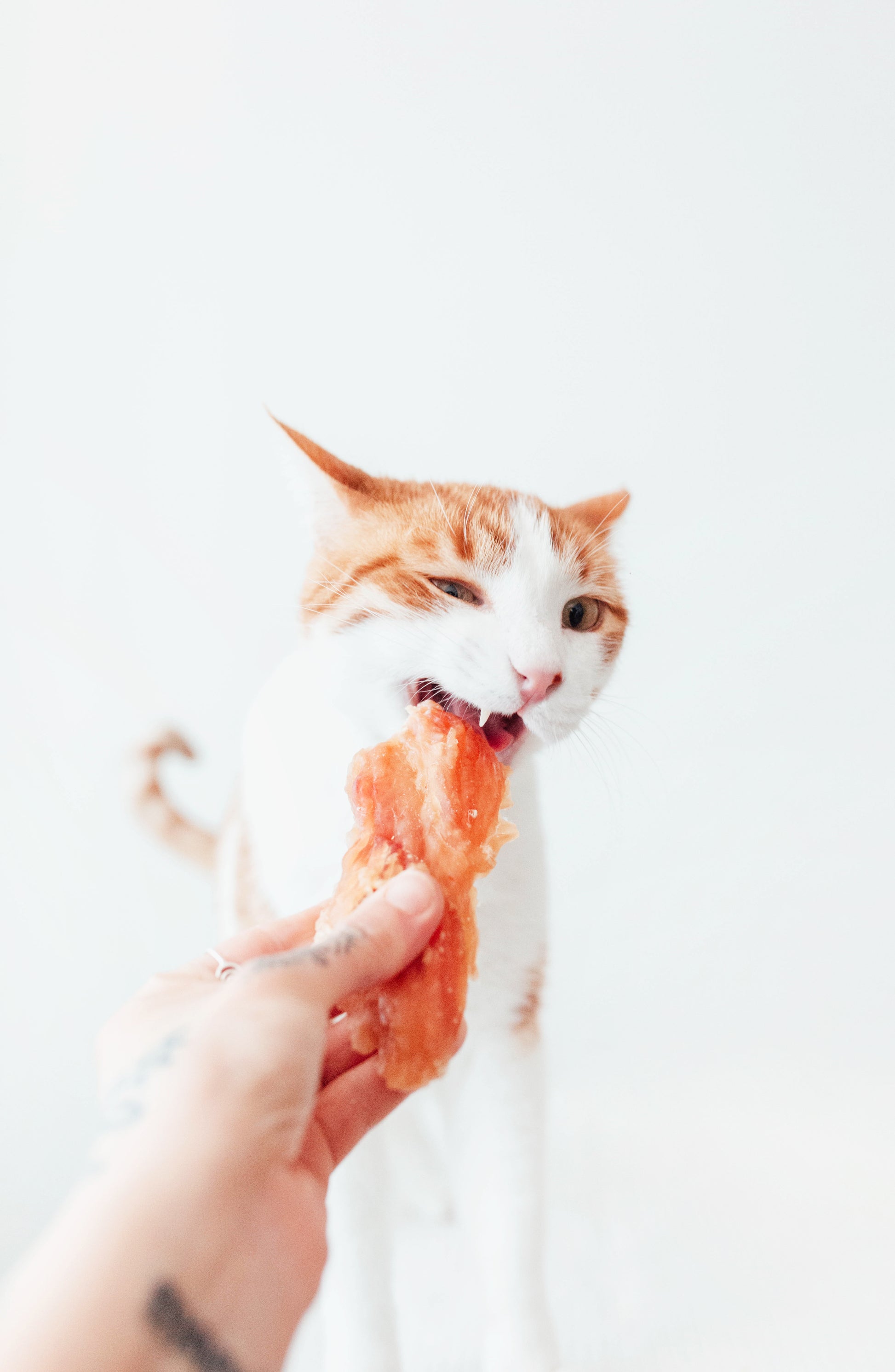 Bimorbox Perros Senior Medianos Y Grandes – Pack Ahorro Con Juguete, Mordedor De Asta De Ciervo Y Snacks Sin Aditivos