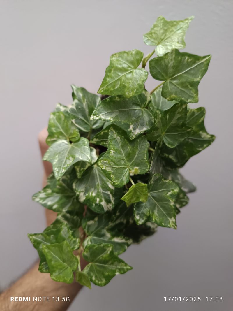 Hedera Harlekijn Colgante Planta Interior_0
