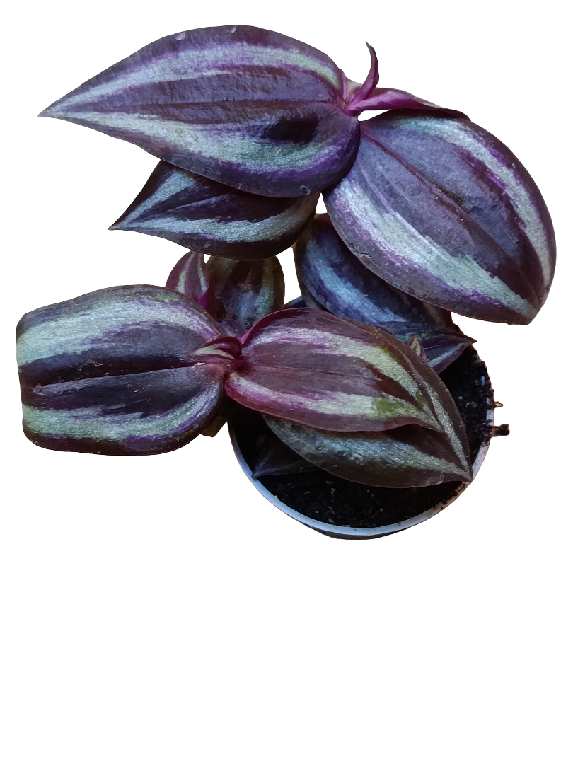 Mini Planta Tradescantia Purpusii Para Interior Y Terrarios Ø6_0