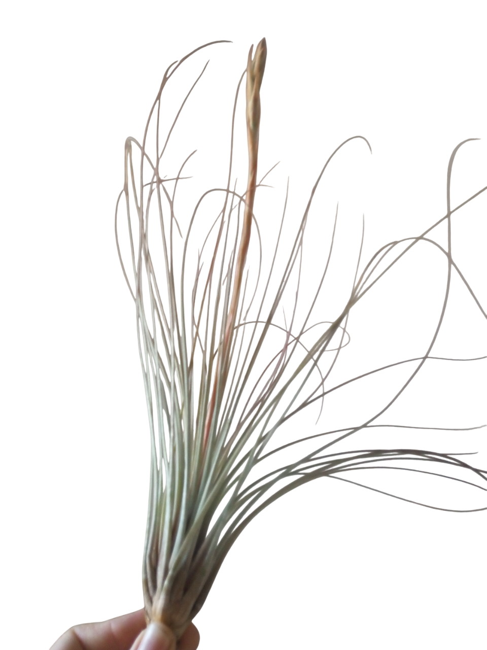 Tillandsia Juncea Clavel Del Aire Tillandsias_0