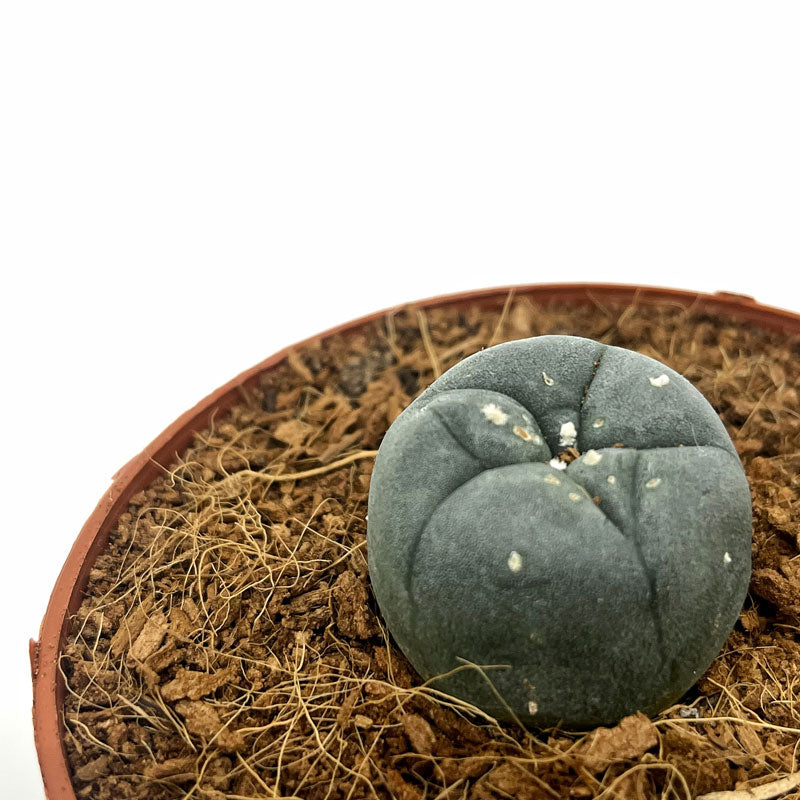 Lophophora Williamsii Cactus Y Suculentas M5,5 cm Ø_2
