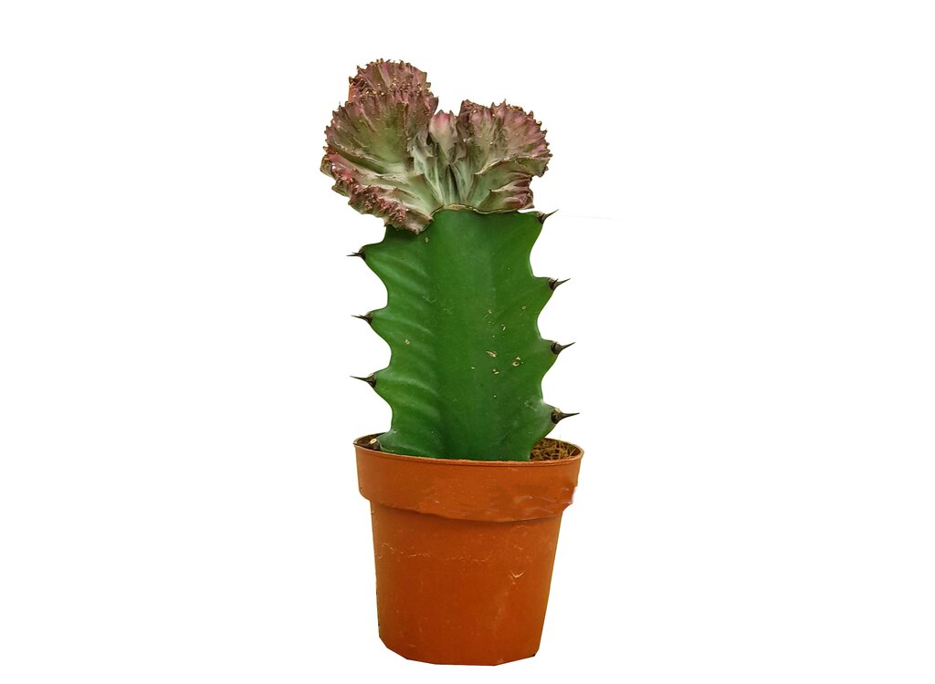 Euphorbia Lactea Cristata M9 15cm_0