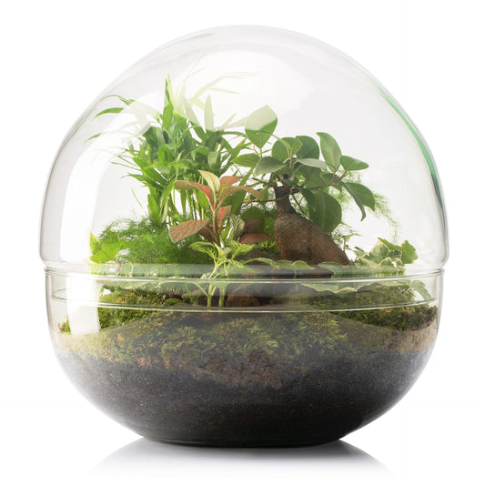 Terrário de palmeira Borneo Terra Fittonia Ø28 x 28 cm