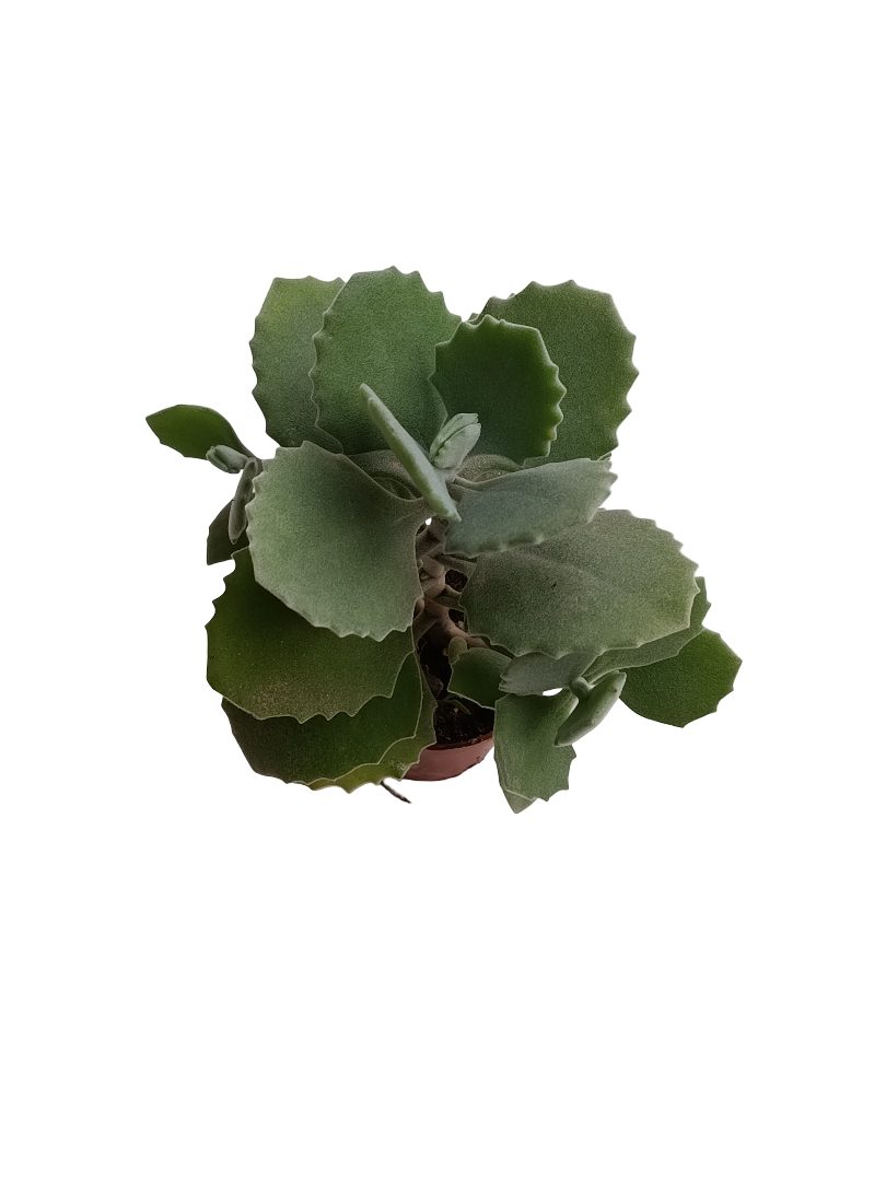 Kalanchoe Millotti Planta Suculenta Ø5_0