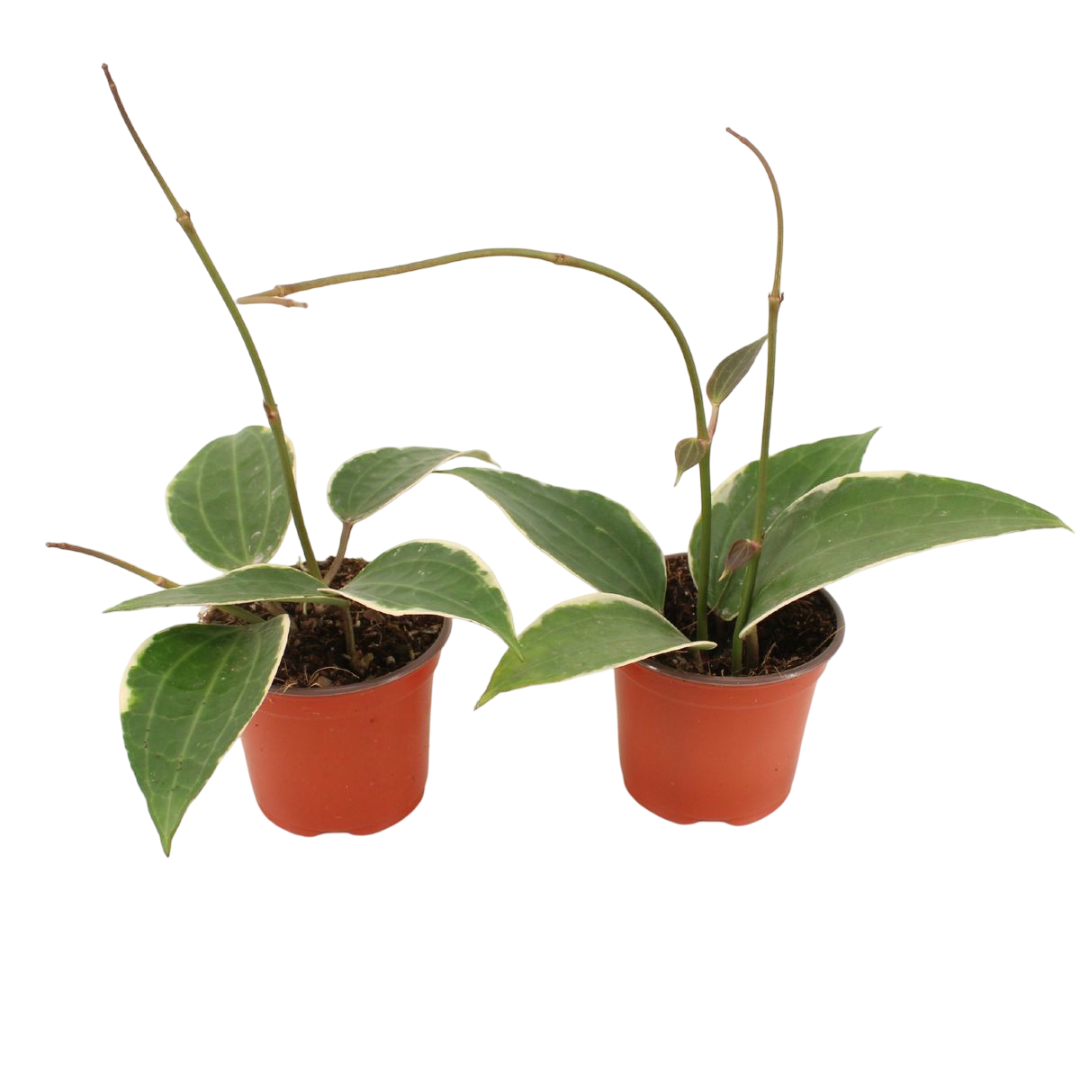 Hoya Latifolia Albomarginata Planta Suculenta Colgante Flor De Cera Ø9_0