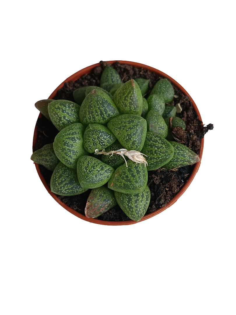 Haworthia Turgida Var. Suberecta Planta Suculenta Ø5_0