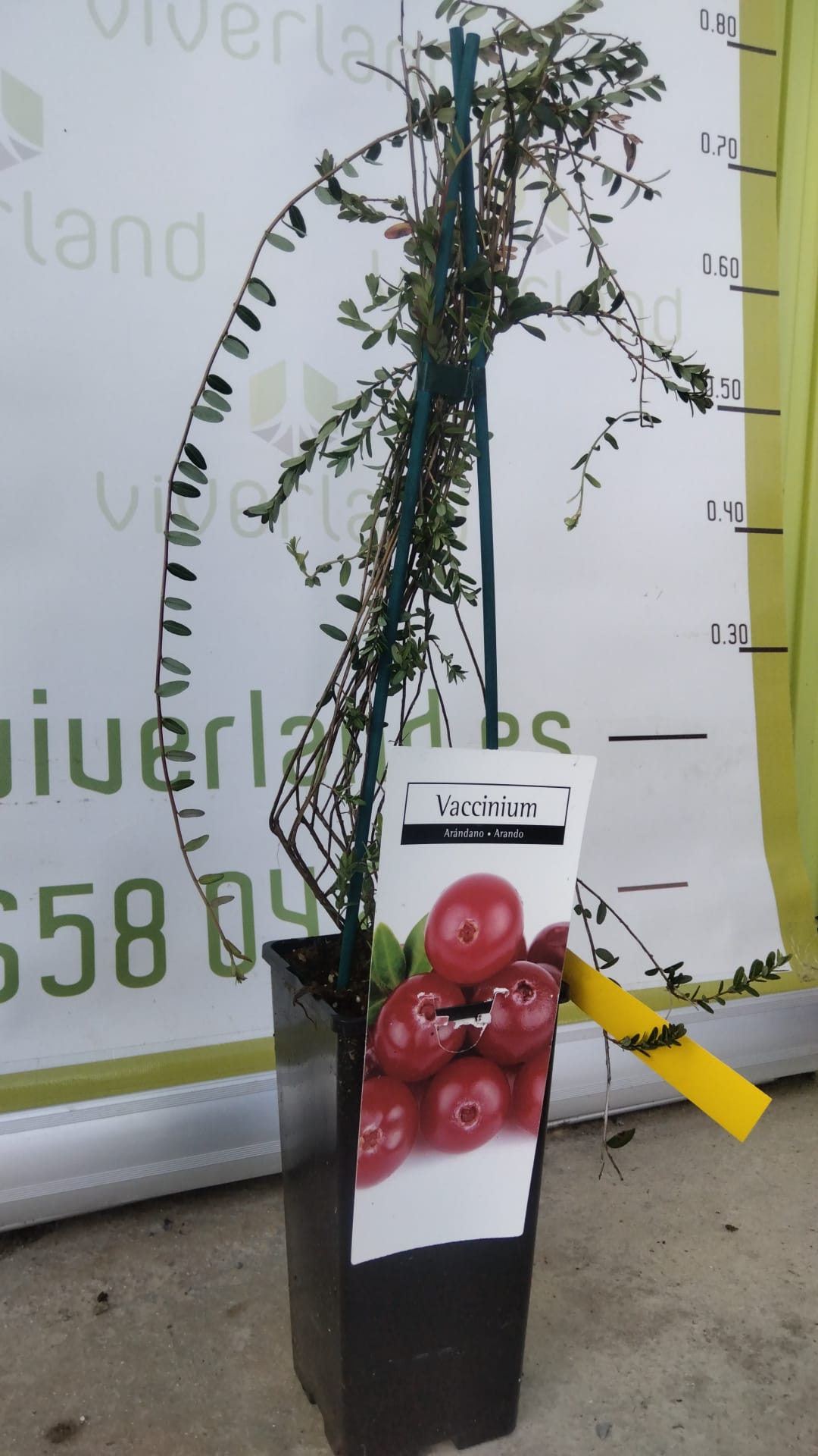 Frutal Arándano Rojo Maceta 60 CM_1